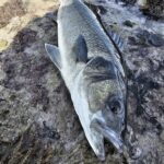 Peche ile de re
