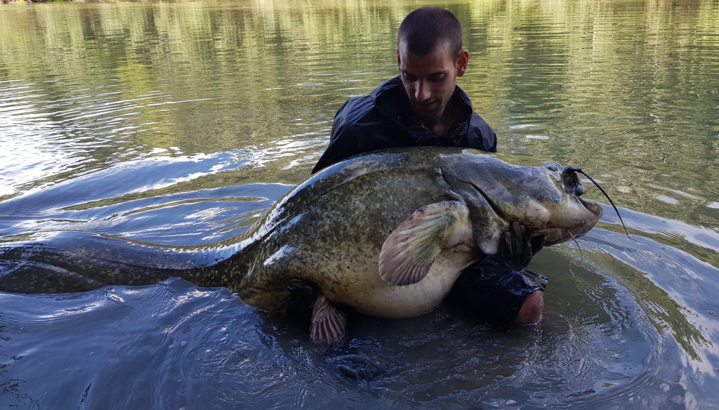Les grands silures du Tarn (81)